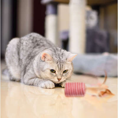 Brinquedo Cilindro com Peninha para Gatos