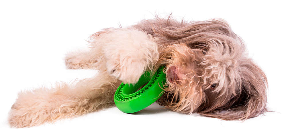 Kit Buddy Toys Dental para Cães e Gatos - Kit