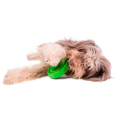 Kit Buddy Toys Dental para Cães e Gatos
