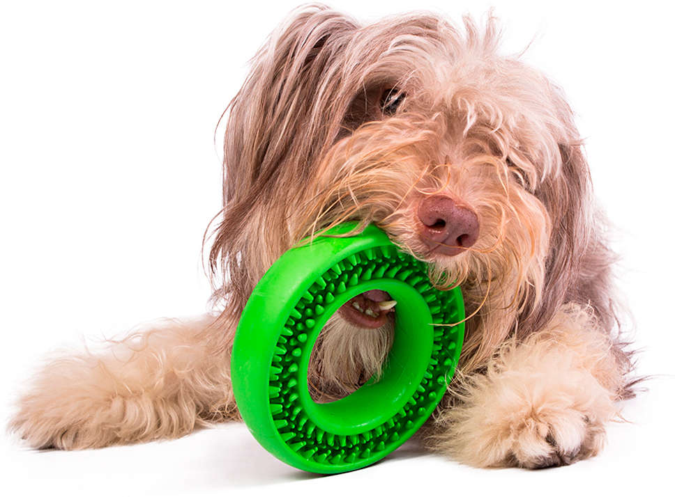 Kit Buddy Toys Dental para Cães e Gatos - Kit