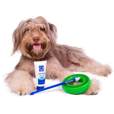 Kit Buddy Toys Dental para Cães e Gatos