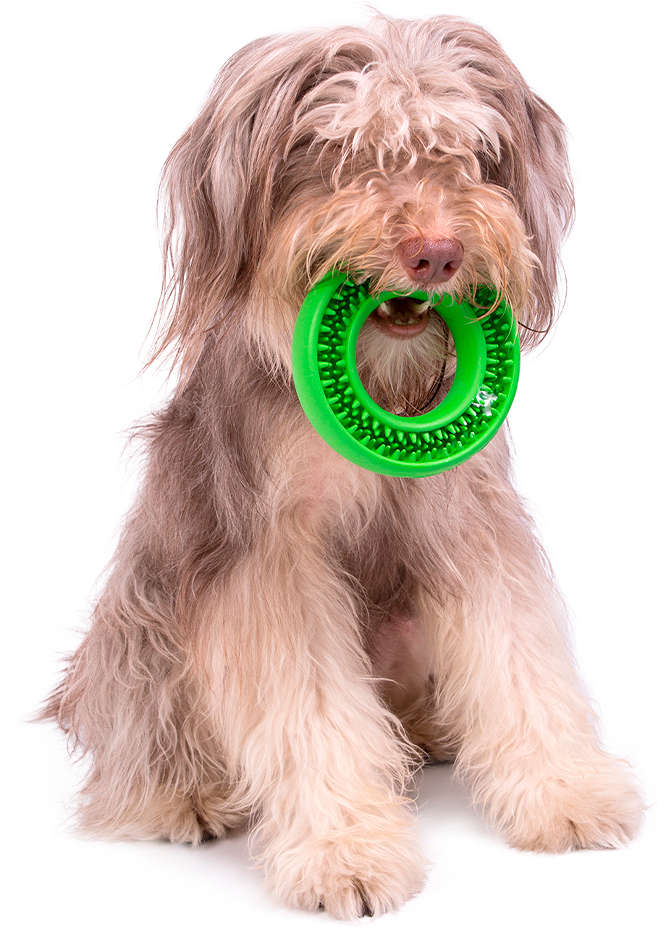 Kit Buddy Toys Dental para Cães e Gatos - Kit
