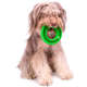 Kit Buddy Toys Dental para Cães e Gatos