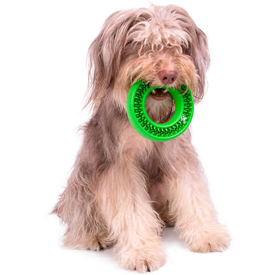 Kit Buddy Toys Dental para Cães e Gatos