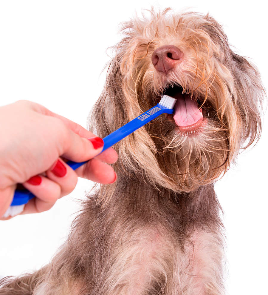 Kit Buddy Toys Dental para Cães e Gatos - Kit