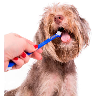 Kit Buddy Toys Dental para Cães e Gatos