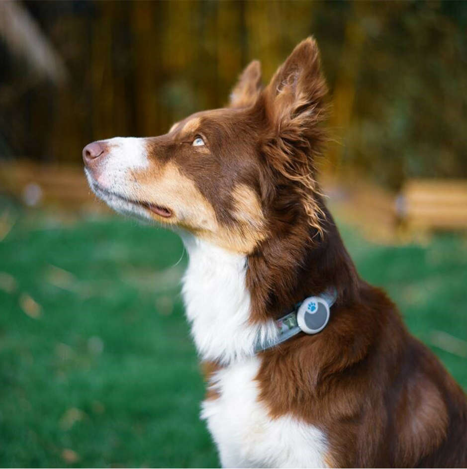 Rastreador de Atividade Sure PetCare Animo para Cães - 1 Unidade