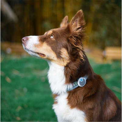 Rastreador de Atividade Sure PetCare Animo para Cães