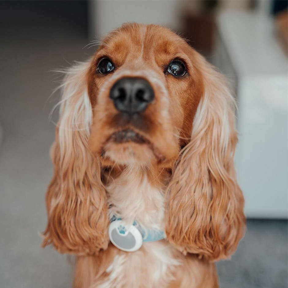 Rastreador de Atividade Sure PetCare Animo para Cães - 1 Unidade