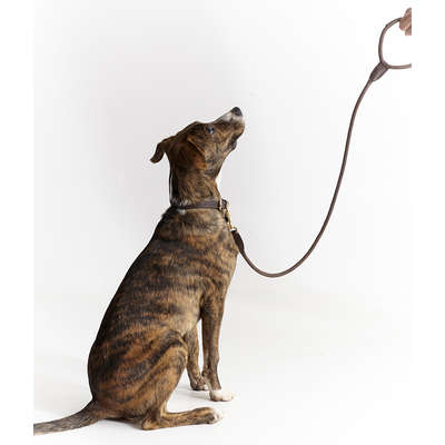 Coleira Leather Rope Marrom com Mosquetão Dourado para Cães