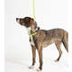 Coleira Leather Rope Verde com Mosquetão Prata para Cães