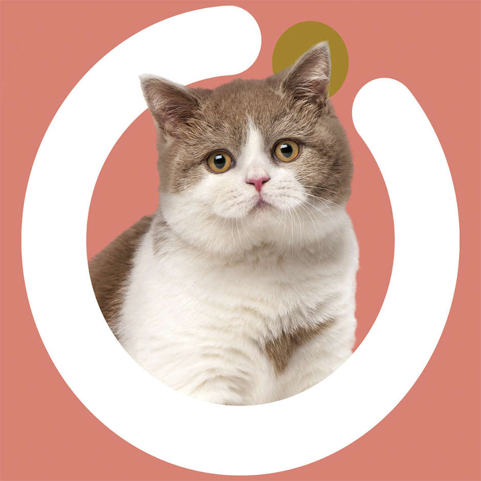 Ração Seca Origens Salmão Gatos Castrados - 3Kg