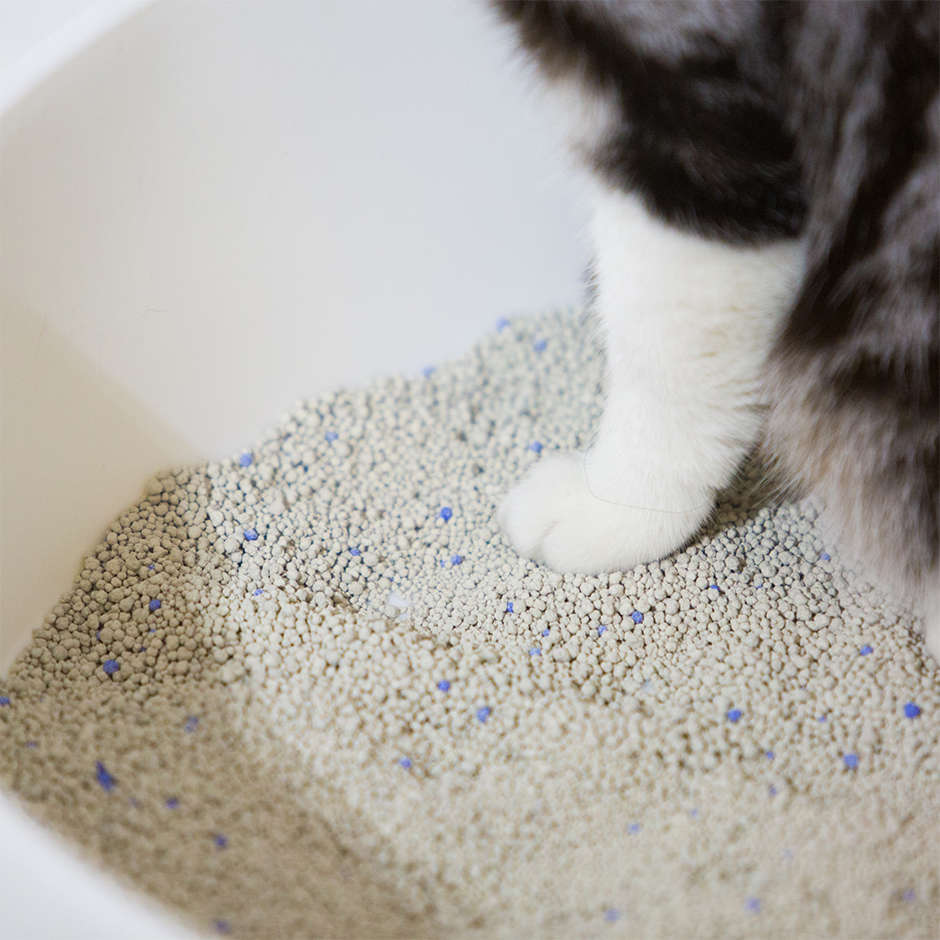 Caixa de Areia Pidan Igloo Branca para Gatos - Tam. Único