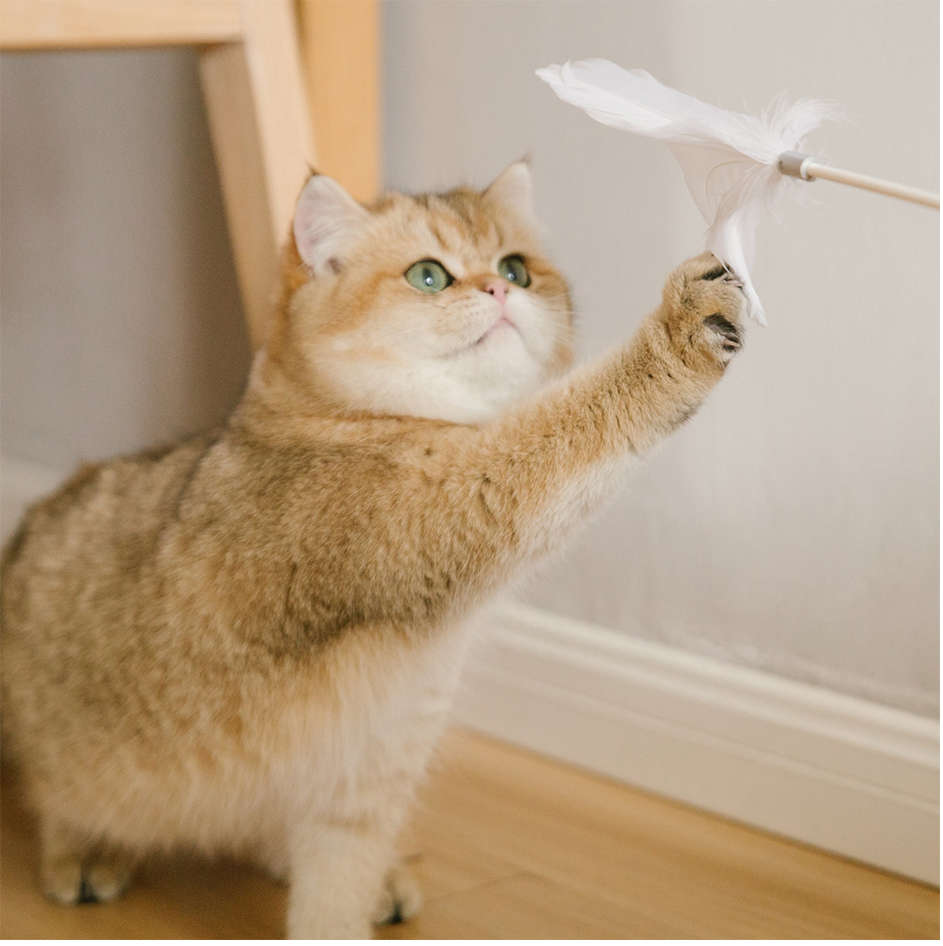 Brinquedo Interativo Pidan Cinza para Gatos - Tam. Único