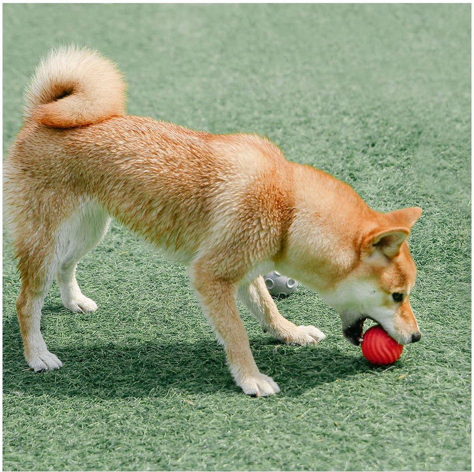 Bolinha Pidan Wave Vermelho para Cães - Tam. Único