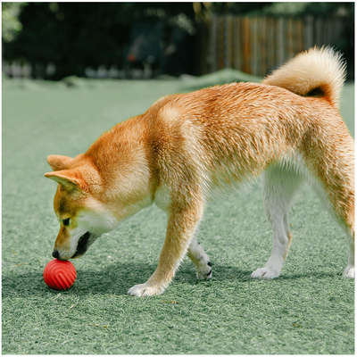 Bolinha Pidan Wave Vermelho para Cães