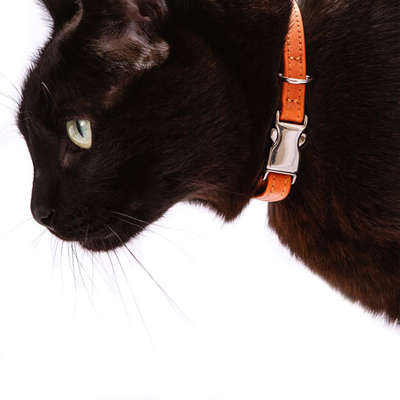Coleira Snooze Catdog Laranja