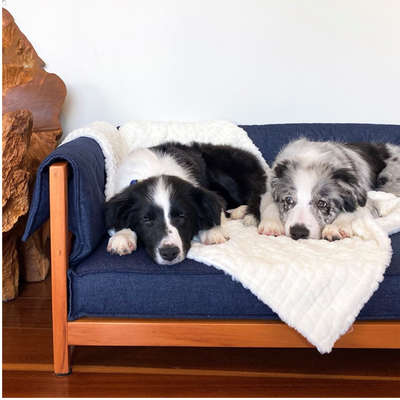 Cama Snooze Zazu