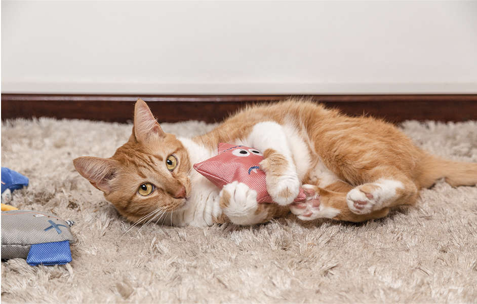 Brinquedo Pelúcia Monstro Surpresinha para Cães e Gatos - Tam. Único