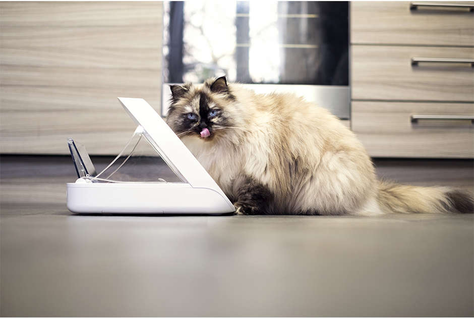Comedouro Sure PetCare Feed Microchip Connect para Gatos - Tam. Único