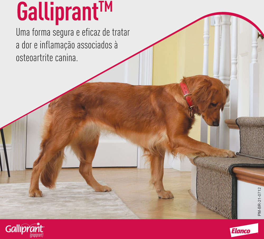 Anti-Inflamatório Elanco Galliprant 60 mg para Cães - 30 Comprimidos
