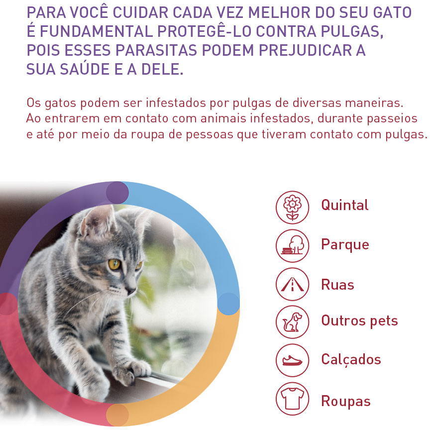 Antipulgas Bravecto Transdermal 500 mg para Gatos de 6,25 a 12,5Kg - 1 Pipeta