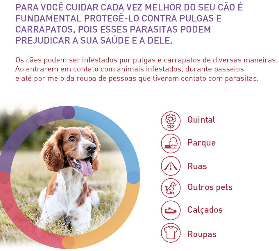 Antipulgas e Carrapatos Bravecto Transdermal 112,5 mg para Cães de 2 a 4,5Kg - 2 Caixas (2 Pipetas)