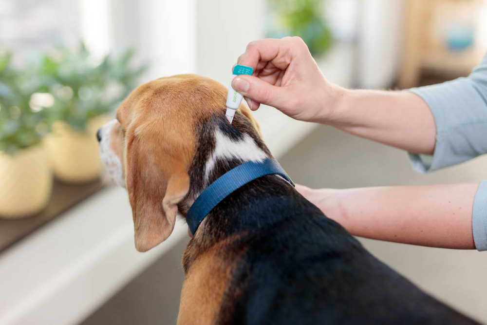 Antipulgas e Carrapatos Bravecto Transdermal 500 mg para Cães de 10 a 20Kg - 2 Caixas (2 Pipetas)