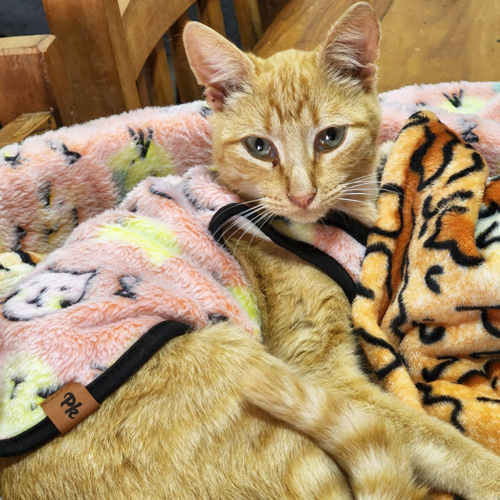 Agasalho My Dream Cat - Tam. G