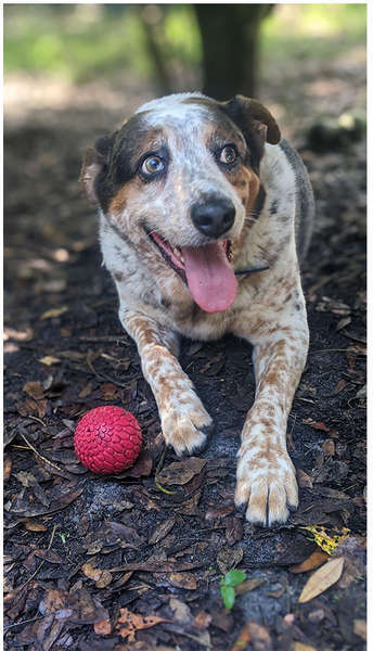 Brinquedo Bola Squeaker Vermelho para Cães - Tam. Único