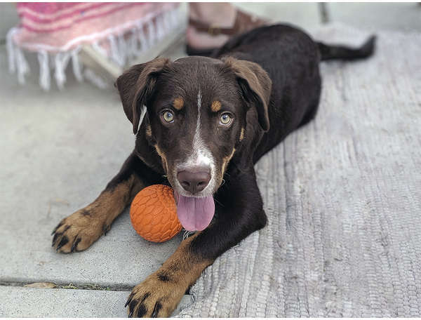 Brinquedo Bola Squeaker Laranja para Cães - Tam. Único