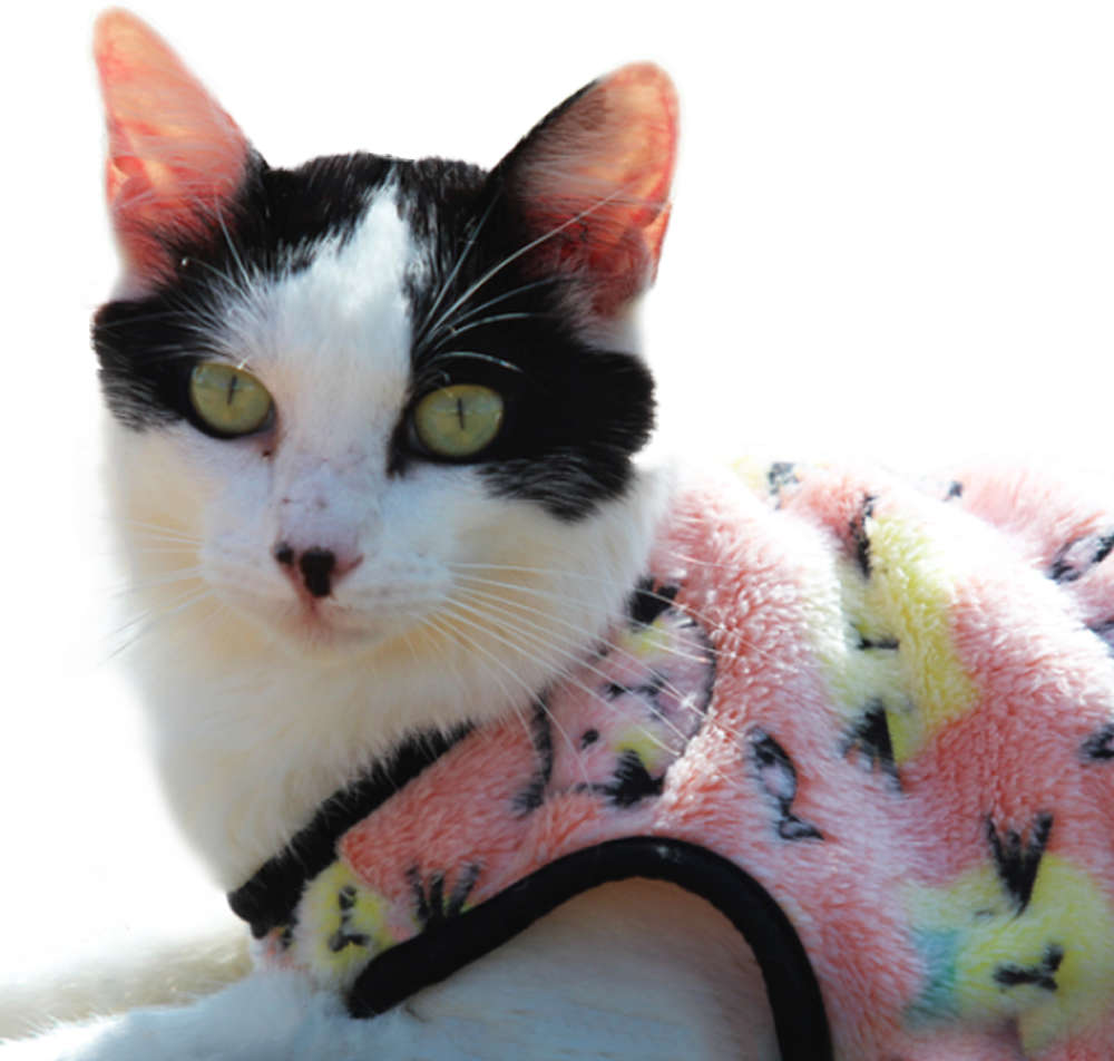 Agasalho My Dream Cat - Tam. G