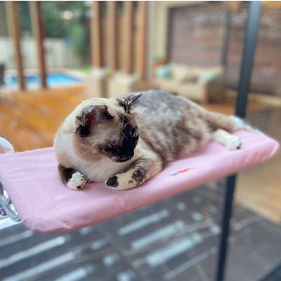 Cama Janela com Ventosa Petlon Rosa para Gatos