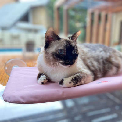 Cama Janela com Ventosa Petlon Rosa para Gatos