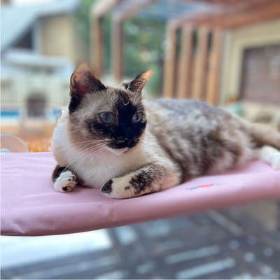 Cama Janela com Ventosa Petlon Rosa para Gatos