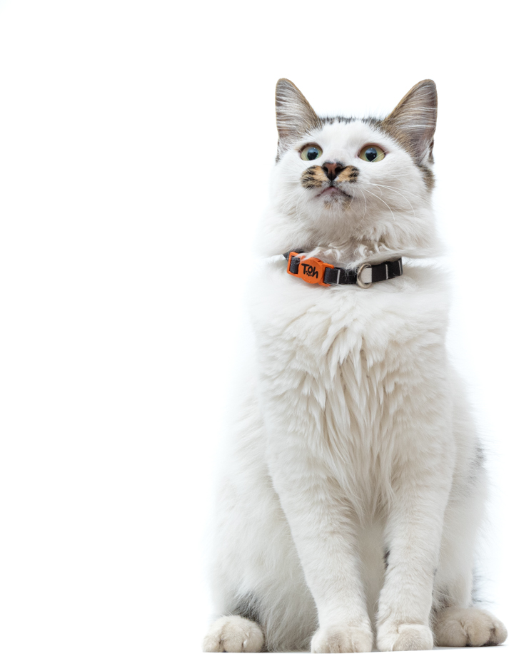 Coleira Toh U Eclipse para Gatos - Tam. Único