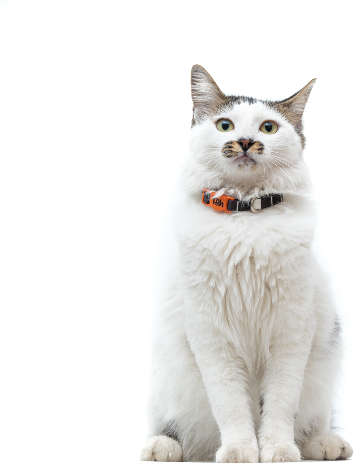 Coleira Toh U Eclipse para Gatos - Tam. Único