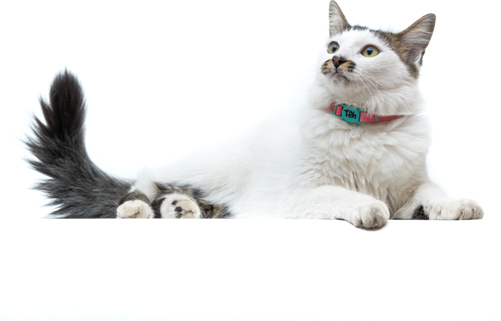 Coleira Toh U Fiji para Gatos - Tam. Único