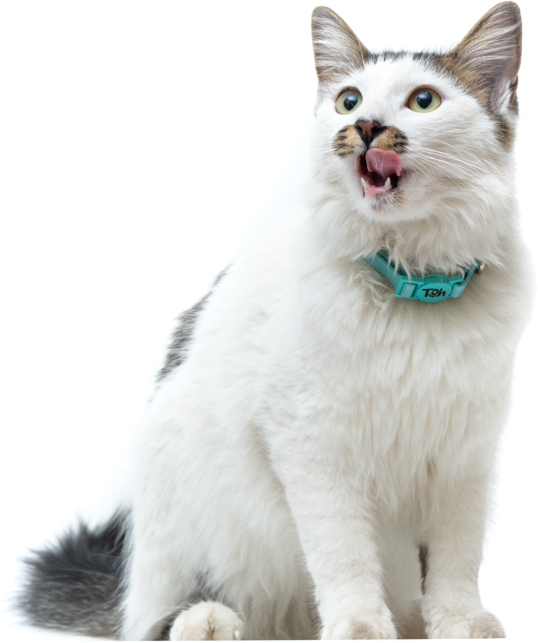 Coleira Toh U Maresia para Gatos - Tam. Único