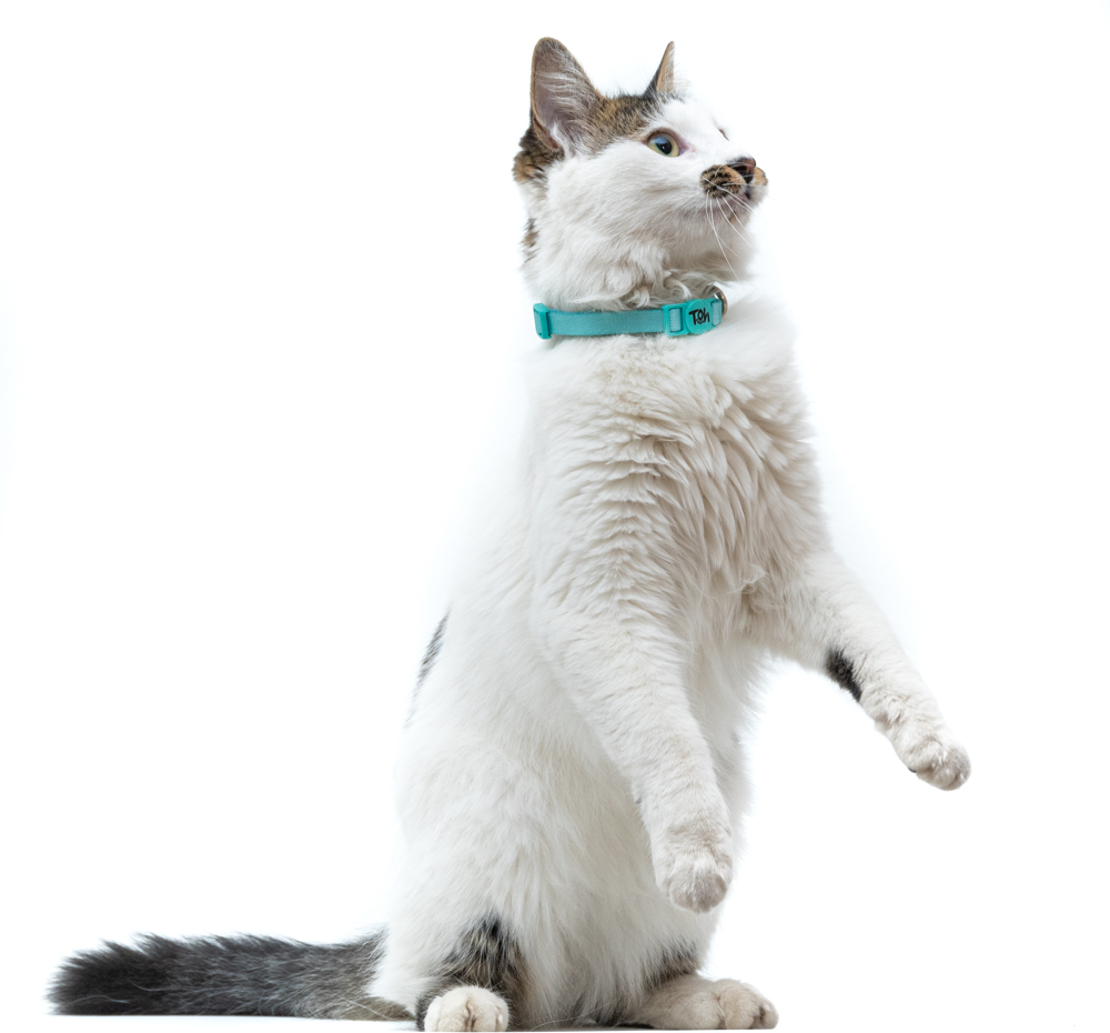 Coleira Toh U Maresia para Gatos - Tam. Único