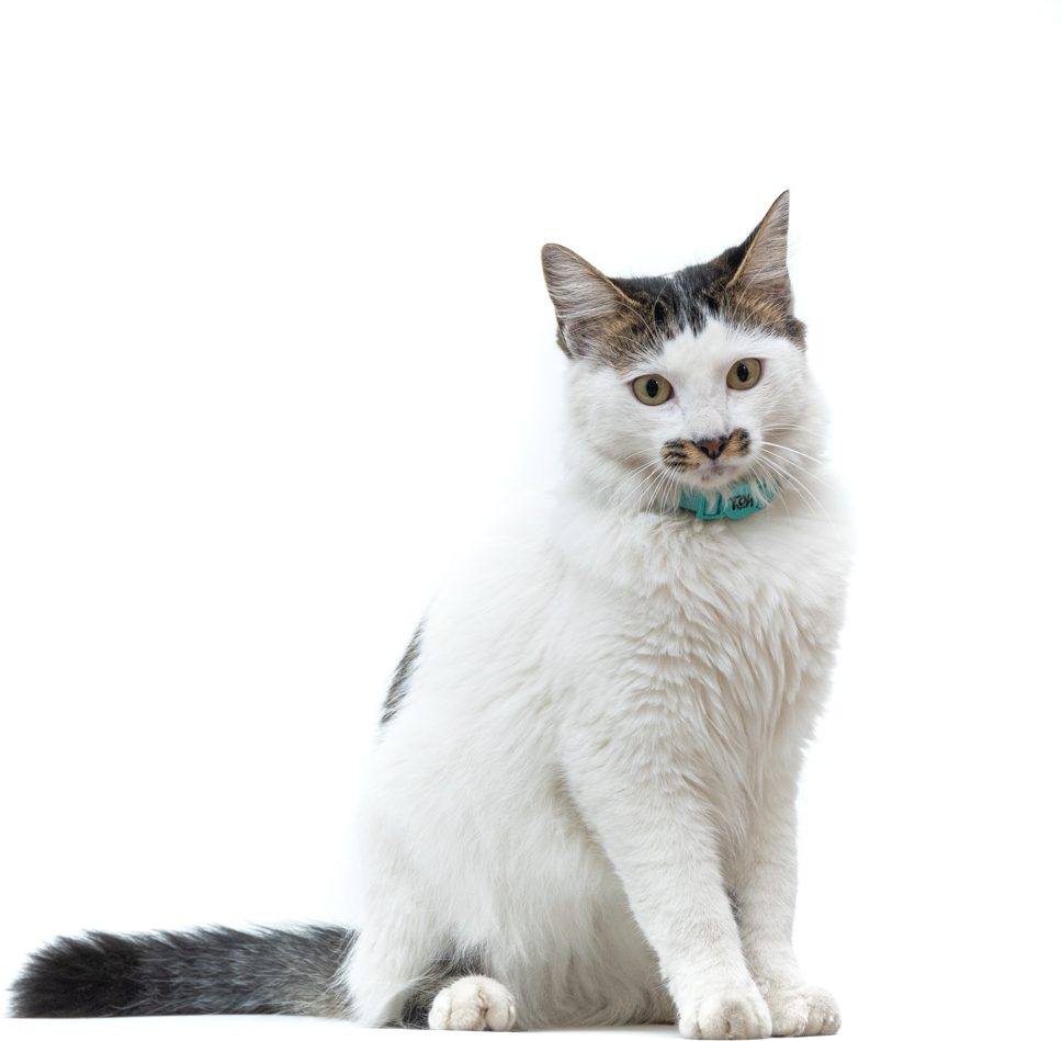 Coleira Toh U Maresia para Gatos - Tam. Único