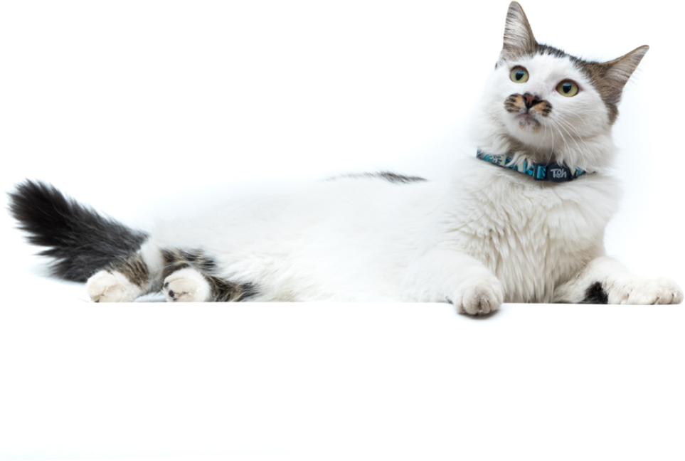 Coleira Toh U Noronha para Gatos - Tam. Único