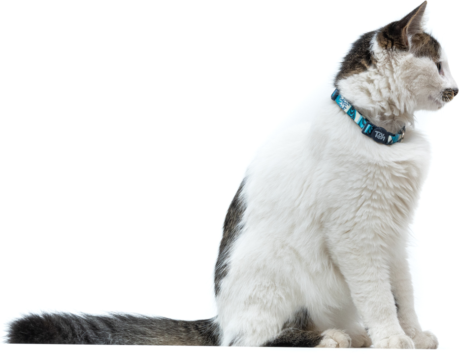 Coleira Toh U Noronha para Gatos - Tam. Único