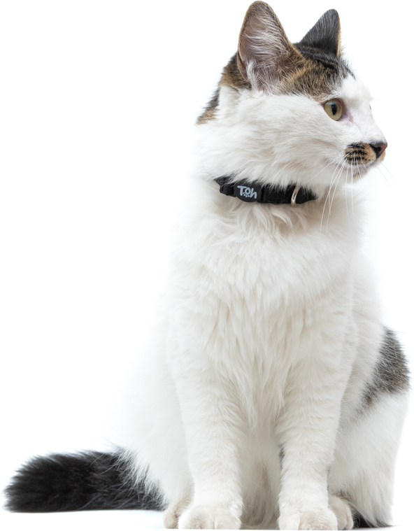 Coleira Toh U Black para Gatos - Tam. Único