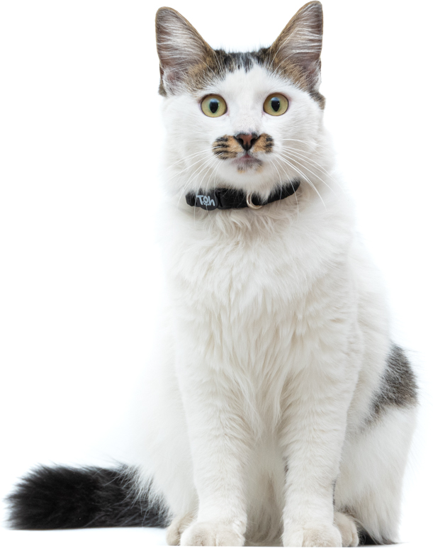 Coleira Toh U Black para Gatos - Tam. Único