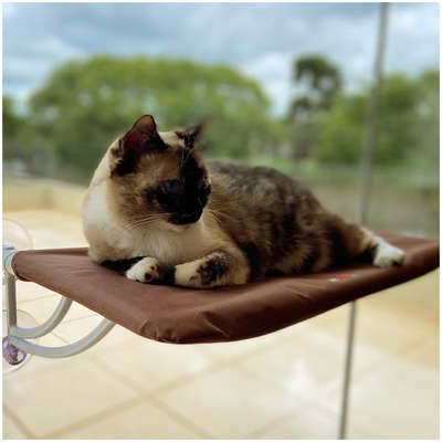 Cama Janela com Ventosa Petlon Marrom para Gatos