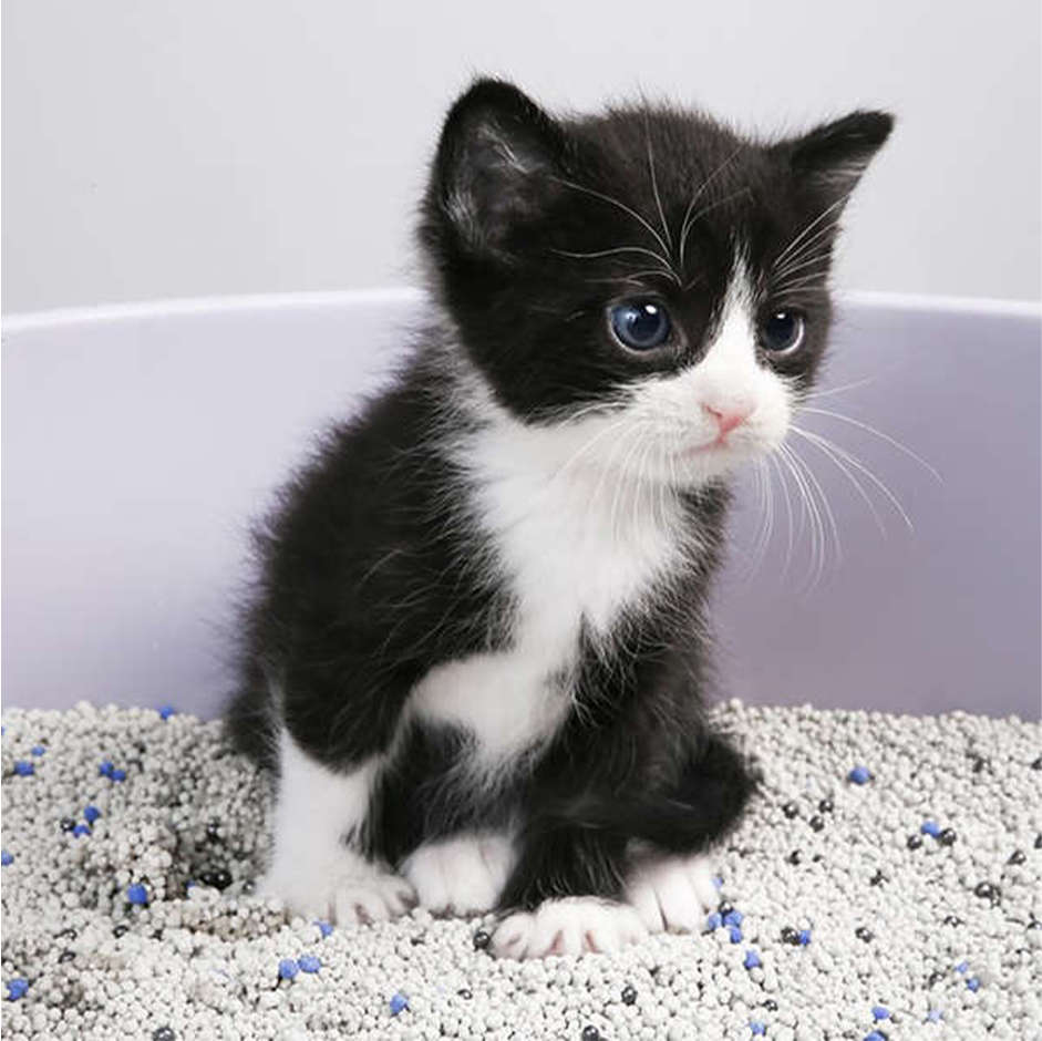 Areia Sanitária Pidan para Gatos - 6Kg