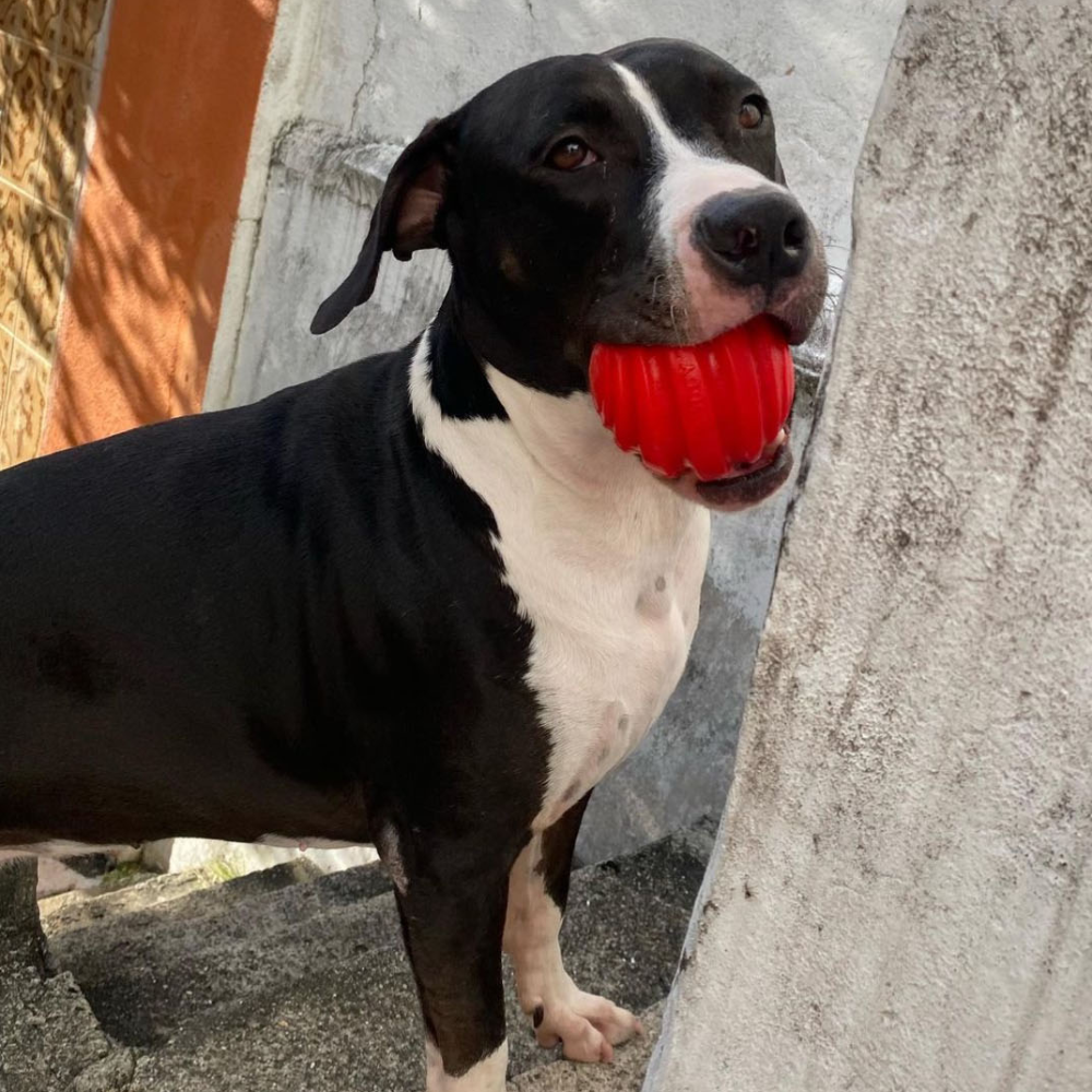 Brinquedo Bola Spiral para Cães - Tam. Único