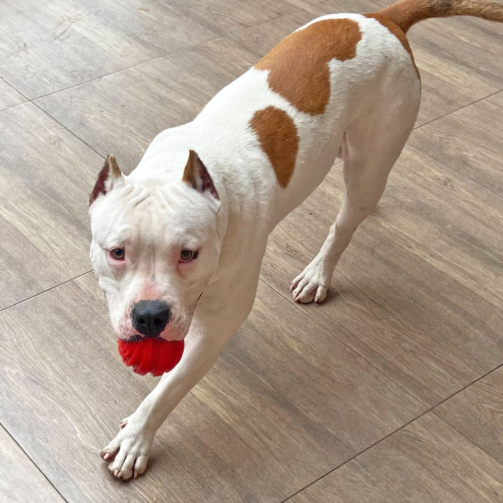 Brinquedo Bola Spiral para Cães - Tam. Único