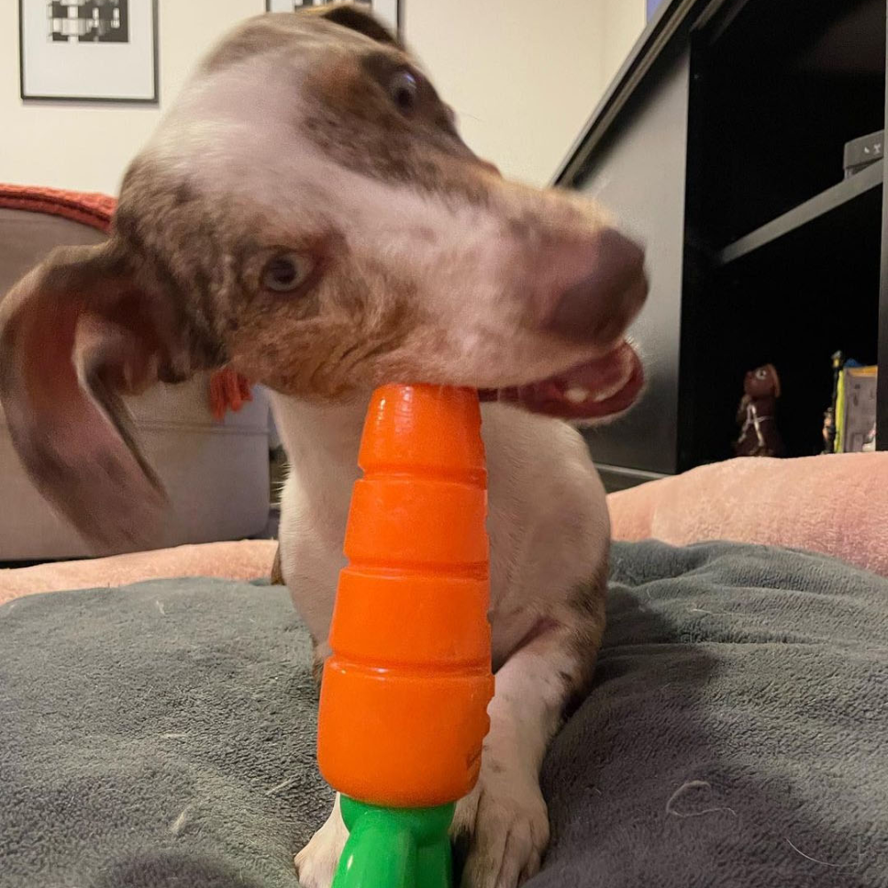 Brinquedo Cenourão Flex para Cães - Tam. Único